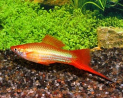 Xipho  Helleri Marigold M/L