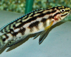Julidochromis Marlieri M