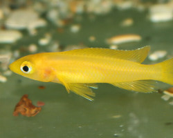 Neolamprologus Leleupi Uvira M