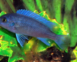 Pseudotr. Callainos M