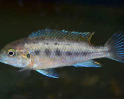 Pseudotropheus Williamsi Blue Lips S