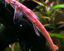 Belonoglanis Tenius L