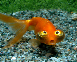 Car. Aur. Celestial  3/5