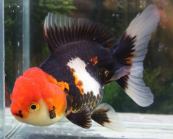 Car. Aur. Tricolor Oranda 7/8