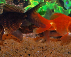 Car. Aur. Mixed Telescoop 8/10