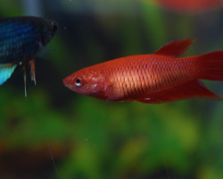 Betta Splendens Femmina S/M