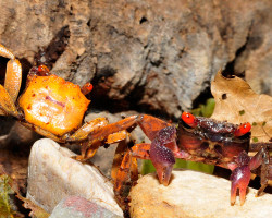 Geosesarma Tiomanicum M