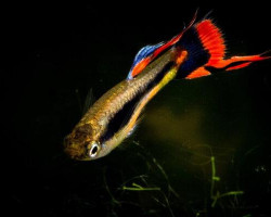 Poec. Wingei Campoma 42 (Maschi E Femmine) M