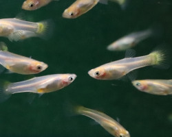 Guppy Snakeskin Giallo Femmina M