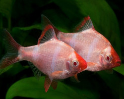 Capoeta/Barbus Tetrazona Pink M