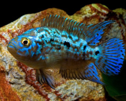 Rocio Octofasciatum Blue Dempsey S/M"