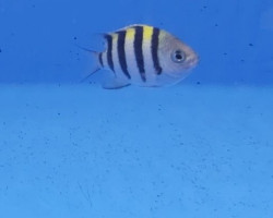 Abudefduf Vaigiensis (Indo-Pacific) Ml