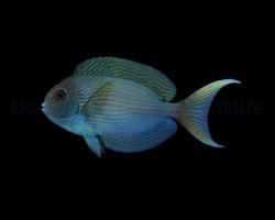 Acanthurus Thompsoni Ml
