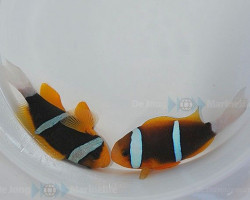 Amphiprion Chrysopterus Ml