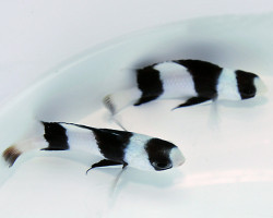 Chrysiptera Tricincta M