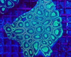 Favites Complanata Ml