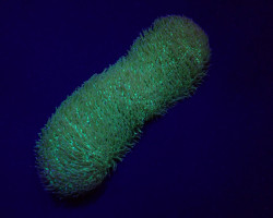 Polyphyllia Talpina L