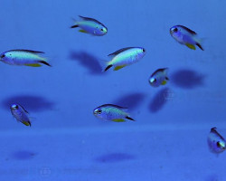 Pomacentrus Alleni M