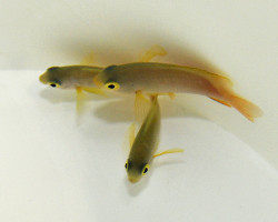 Pomacentrus Moluccensis M