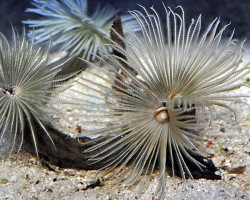 Sabellastarte (White) M