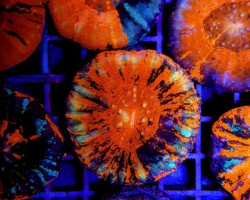 Scolymia Australis (War Paint) S