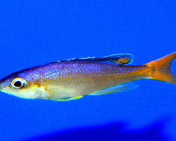 Cyprichromis Leptosoma Utinta Fluorescent 5-6Cm