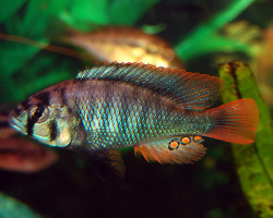 Haplochromis Obliquidens Blue 4-5