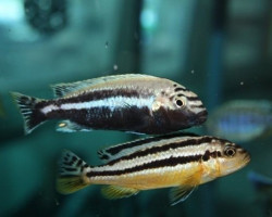 Melanochromis Auratus Dwarf 5-6Cm