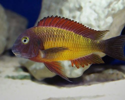 Tropheus Moorii Ilangi 7-8