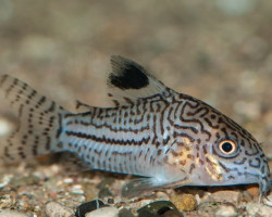 Corydoras Trilineatus M