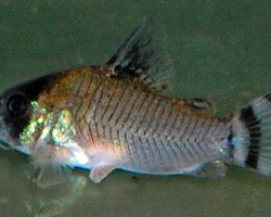 Corydoras Oiapoquensis M
