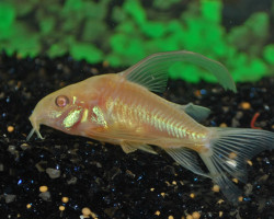 Corydoras Paleatus Albino Longfin S