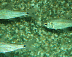 Curimatopsis Macrolepis L