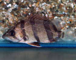 Datnioides Undecimradiatus S