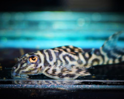 Hypancistrus Sp. L333 S