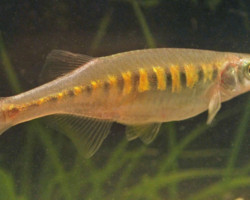 Devario Auropurpureus M