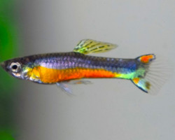 Guppy  Wingei Santa Maria (Maschi E Femmine) M