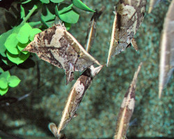 Monocirrhus Polyacanthus L