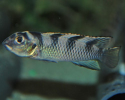 Nanochromis Transvestitus S