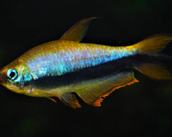 Nematobrycon Palmeri M