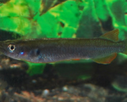 Nomorhamphus Ebrardtii L