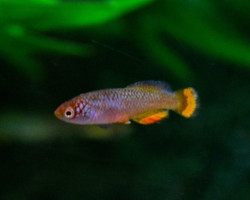 Nothobranchius Hassoni M