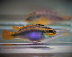 Pelvicachromis Kribensis Ndonga M
