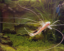 Polynemus Multifilis M