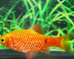 Puntius Conchonius Gold M