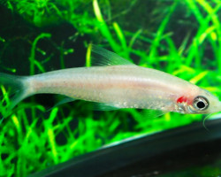 Sahyadria Denisonii Platinum M