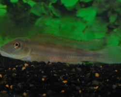 Steatocranus Tinanti M