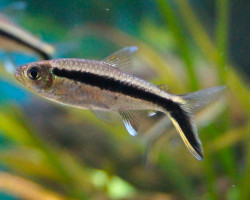 Thayeria Boehlkeri M