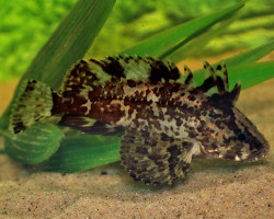 Vespicula Depressifrons S