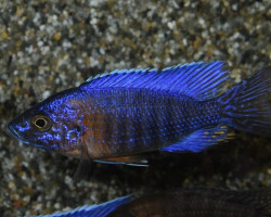 Aulonocara Stuartgranti Red Flush S